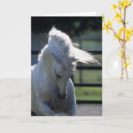 Graue andalusische Bucking Headshot Backlit Karte (Gelbe Blume)