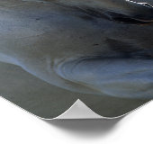 Graue andalusische Bucking Headshot Backlit Poster (Ecke)