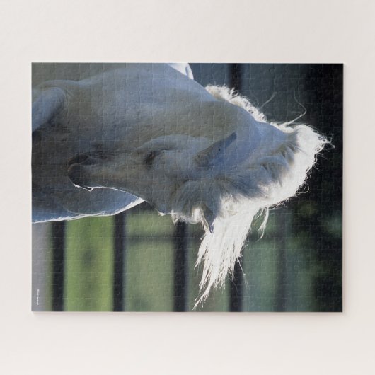 Graue andalusische Bucking Headshot Backlit Puzzle (Horizontal)