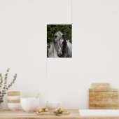 Graue andalusische Stallion Headshot Long Mane Poster (Küche)