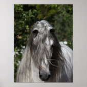 Graue andalusische Stallion Headshot Long Mane Poster (Vorne)
