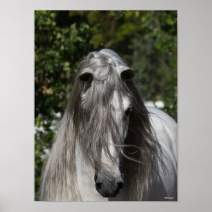 Graue andalusische Stallion Headshot Long Mane Poster