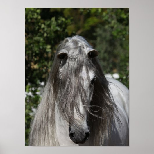 Graue andalusische Stallion Headshot Long Mane Poster (Vorne)