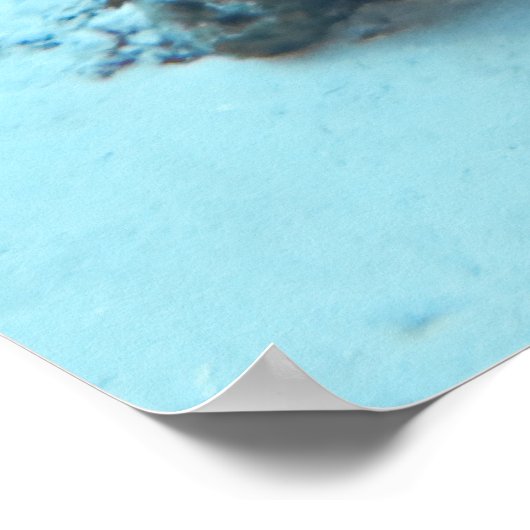 Graue Angelfish Poster (Ecke)