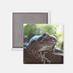 Graue Baum-Frosch, der auf einer Mauer steht Magnet