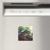 Graue Baum-Frosch, der auf einer Mauer steht Magnet (In Situ (Geschirrspüler))