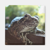 Graue Baum-Frosch, der auf einer Mauer steht Magnet (Vorne)