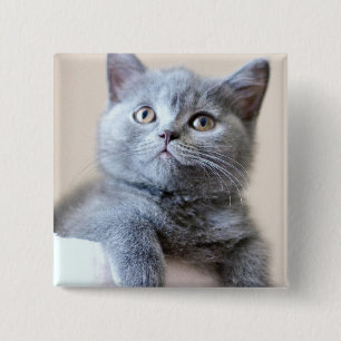 Graue britische Shorthair Katze Button