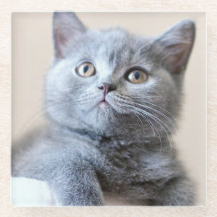 Graue britische Shorthair Katze Glasuntersetzer