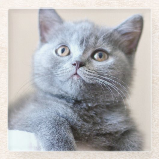 Graue britische Shorthair Katze Glasuntersetzer (Vorderseite)