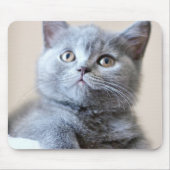 Graue britische Shorthair Katze Mousepad (Vorne)
