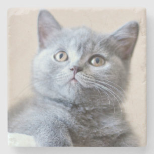 Graue britische Shorthair Katze Steinuntersetzer