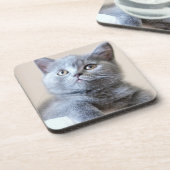 Graue britische Shorthair Katze Untersetzer (Linke Seite)