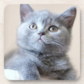 Graue britische Shorthair Katze Untersetzer (Vorderseite)