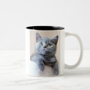 Graue britische Shorthair Katze Zweifarbige Tasse