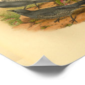 Graue Bruijn's Cuckoo Shrike Bird Vintag Print Poster (Ecke)