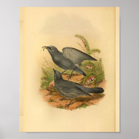 Graue Bruijn's Cuckoo Shrike Bird Vintag Print Poster (Vorne)