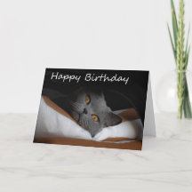 Graue Cat Happy Birthday Card