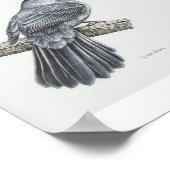 Graue Catbird Art Print Poster (Ecke)
