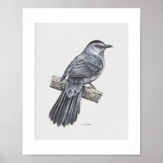 Graue Catbird Art Print Poster (Vorne)
