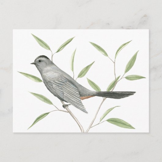 Graue Catbird Bird Art Postkarte (Vorderseite)