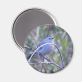 Graue Catbird Safety Harbour Bird Liebhaber Magnet (Vorderseite/Rückseite)