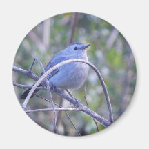 Graue Catbird Safety Harbour Bird Liebhaber