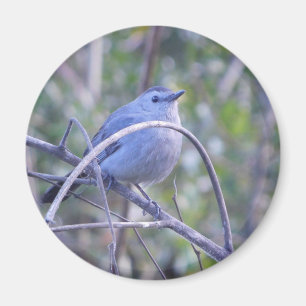 Graue Catbird Safety Harbour Bird Liebhaber Magnet