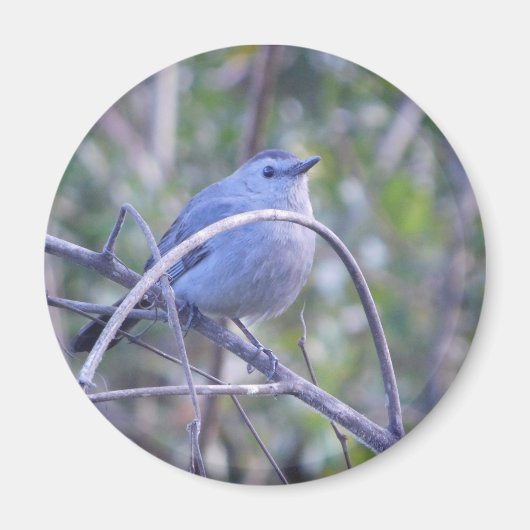 Graue Catbird Safety Harbour Bird Liebhaber Magnet (Vorne)