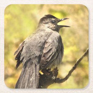 Graue Catbird-Untersetzer singen Rechteckiger Pappuntersetzer