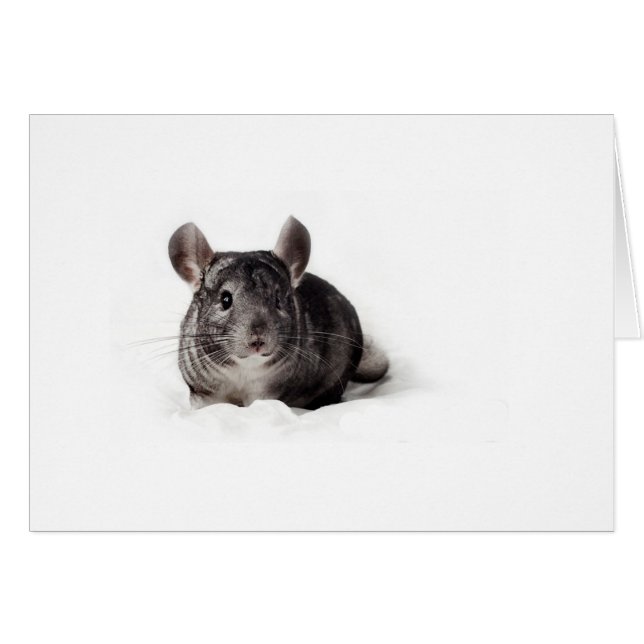 Graue Chinchilla Niedlich in Blanket (Vorderseite (Horizontal))