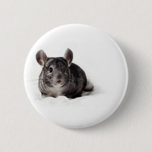 Graue Chinchilla niedlich in der Decke Button