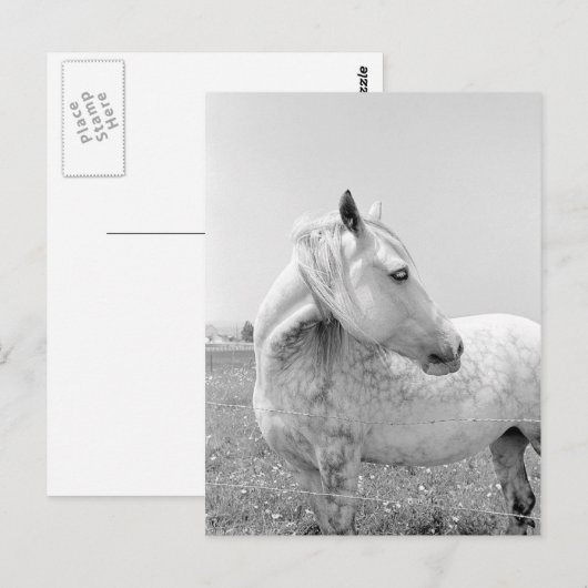 Graue Dappled at Pasta Postkarte (Vorne/Hinten)