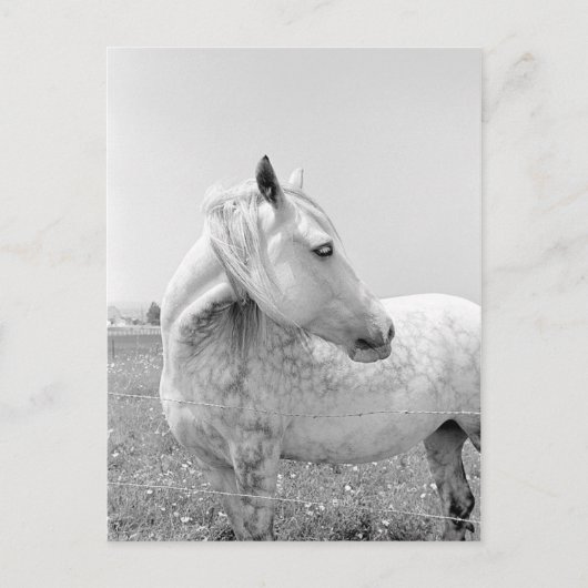 Graue Dappled at Pasta Postkarte (Vorderseite)