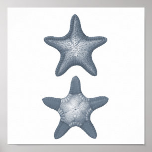 Graue Druck #10 der Meereswelt Group12A Starfish Poster
