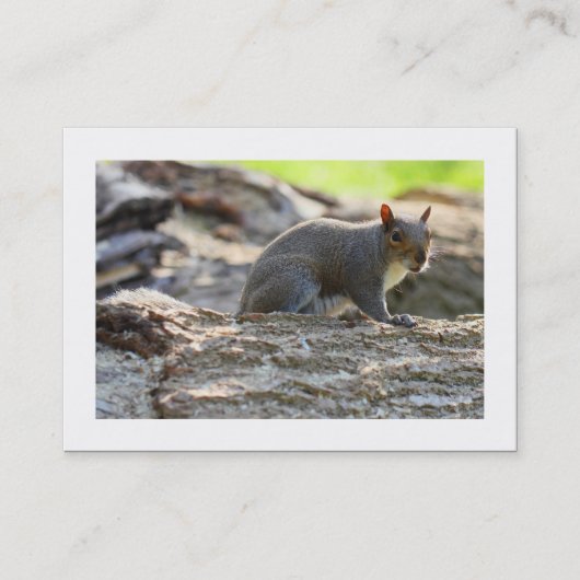 Graue Eichhörnchen (besetzt) Visitenkarte (Vorderseite)