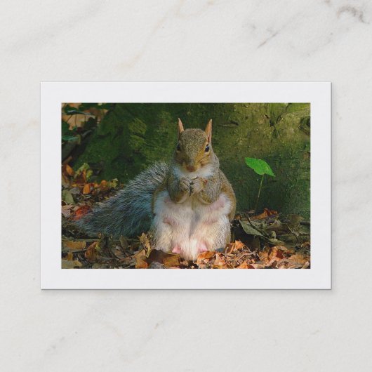 Graue Eichhörnchen (besetzt) Visitenkarte (Vorderseite)