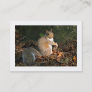 Graue Eichhörnchen (besetzt) Visitenkarte