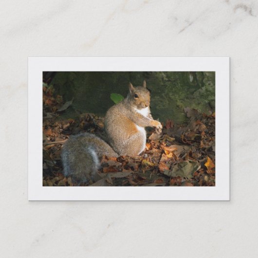 Graue Eichhörnchen (besetzt) Visitenkarte (Vorderseite)