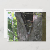 Graue Eichhörnchen in Baumüberquerung Postkarte (Vorne/Hinten)