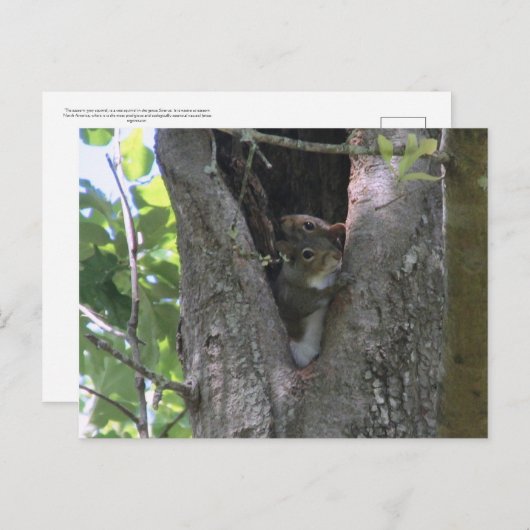 Graue Eichhörnchen in Baumüberquerung Postkarte (Vorne/Hinten)