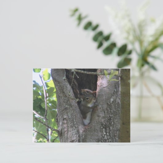 Graue Eichhörnchen in Baumüberquerung Postkarte (Stehend Vorderseite)