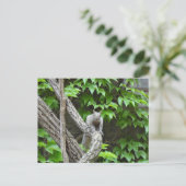 Graue Eichhörnchen-Natur-Postkarte Postkarte (Stehend Vorderseite)