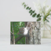 Graue Eichhörnchen Schcolle von altem Baum Postkarte (Stehend Vorderseite)