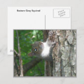 Graue Eichhörnchen Schcolle von altem Baum Postkarte (Vorne/Hinten)