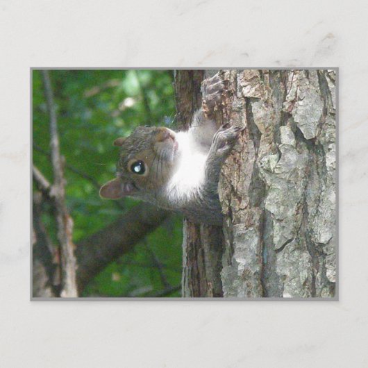 Graue Eichhörnchen Schcolle von altem Baum Postkarte (Vorderseite)