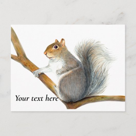 Graue Eichhörnchenhalterung Zeichnend Artwork Postkarte (Vorderseite)