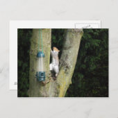Graue Eichhörnchenkarte Postkarte (Vorne/Hinten)