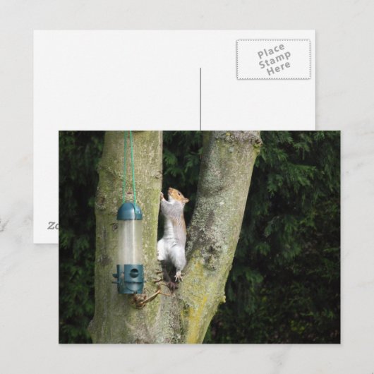 Graue Eichhörnchenkarte Postkarte (Vorne/Hinten)