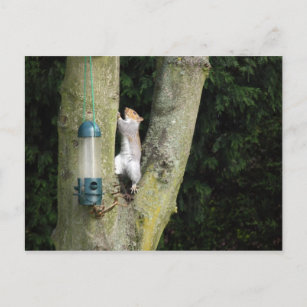 Graue Eichhörnchenkarte Postkarte